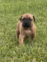 Red collar , a female Cane Corso for sale in Lebanon, MO – 1 of 5