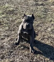 Purple collar, a female Cane Corso for sale in Lebanon, MO – Photo 2 of 4