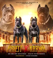 Purple collar, a female Cane Corso for sale in Lebanon, MO – Photo 3 of 4