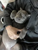 Purple collar, a female Cane Corso for sale in Lebanon, MO – Photo 4 of 4