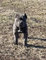 Purple collar, a female Cane Corso for sale in Lebanon, MO – Photo 1 of 4