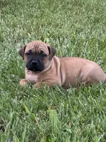 Red collar , a female Cane Corso for sale in Lebanon, MO – 4 of 5