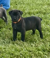 Orange collar , a female Cane Corso for sale in Lebanon, MO – 1 of 3