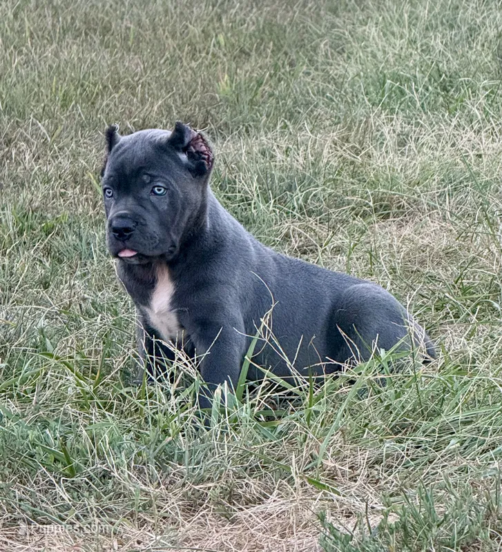 Blue collar  – Cane Corso puppy for sale in Lebanon, MO