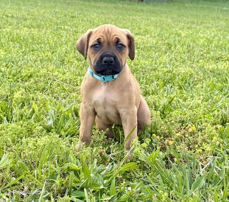 Teal collar  – Cane Corso puppy for sale in Lebanon, MO