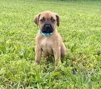 Teal collar , a female Cane Corso for sale in Lebanon, MO – 1 of 4