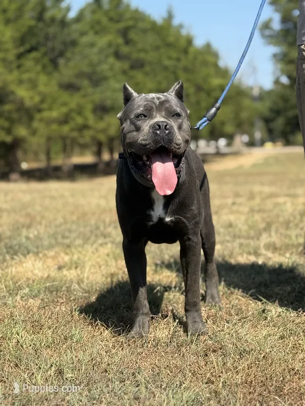 Moose – Cane Corso puppy for sale in Lebanon, MO