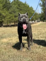 Moose, a male Cane Corso for sale in Lebanon, MO – 1 of 2
