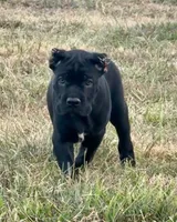 Red collar , a female Cane Corso for sale in Lebanon, MO – 2 of 3