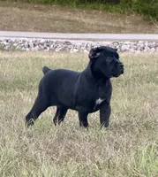 Red collar , a female Cane Corso for sale in Lebanon, MO – 3 of 3