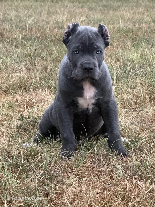 Blue collar  – Cane Corso puppy for sale in Lebanon, MO