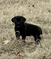 Green collar, a female Cane Corso for sale in Lebanon, MO – Photo 3 of 3