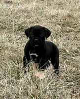 Green collar, a female Cane Corso for sale in Lebanon, MO – Photo 1 of 3