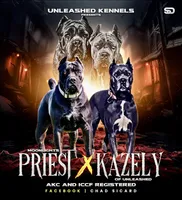 Green collar, a female Cane Corso for sale in Lebanon, MO – Photo 2 of 3