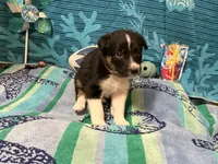 Brownie, a male Border Collie for sale in Linden, IN – 5 of 7