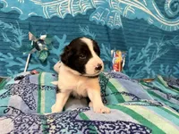 Brax, a male Border Collie for sale in Linden, IN – 2 of 9
