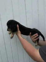 Shade, a male Miniature Dachshund for sale in Linden, IN – 2 of 8