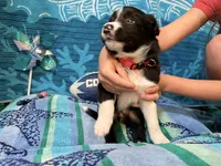 Tank, a male Border Collie for sale in Linden, IN – 1 of 9