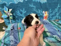 Everett, a male Border Collie for sale in Linden, IN – 5 of 9