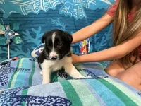 Blue, a male Border Collie for sale in Linden, IN – 6 of 10