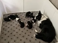 Blue, a male Border Collie for sale in Linden, IN – 10 of 10