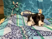 Rosey, a female Border Collie for sale in Linden, IN – 2 of 9