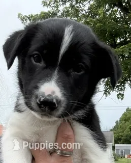 Blue – Border Collie puppy for sale in Linden, IN
