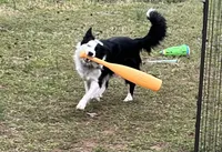 Blue, a male Border Collie for sale in Linden, IN – 8 of 10