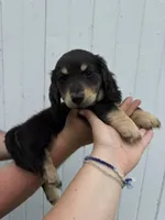 Shade, a male Miniature Dachshund for sale in Linden, IN – 3 of 8