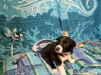 Gracy, a female Border Collie for sale in Linden, IN – 6 of 10