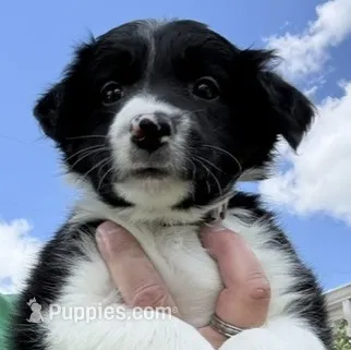 Rosey – Border Collie puppy for sale in Linden, IN