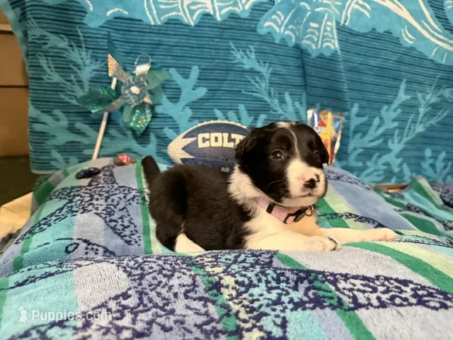 Rosey – Border Collie puppy for sale in Linden, IN