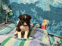 Brownie, a male Border Collie for sale in Linden, IN – 3 of 7