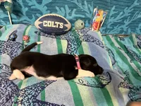 Lacy, a female Border Collie for sale in Linden, IN – 4 of 10