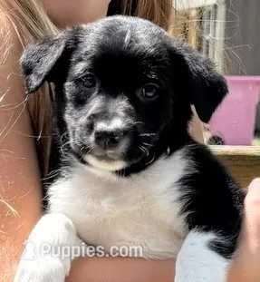 Lacy – Border Collie puppy for sale in Linden, IN