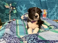 Gracy, a female Border Collie for sale in Linden, IN – 4 of 10