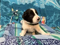 Brax, a male Border Collie for sale in Linden, IN – 4 of 9