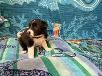 Gracy, a female Border Collie for sale in Linden, IN – 3 of 10