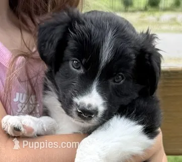 Tank – Border Collie puppy for sale in Linden, IN