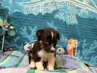 Brownie, a male Border Collie for sale in Linden, IN – 4 of 7