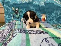 Brax, a male Border Collie for sale in Linden, IN – 3 of 9