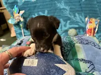 Lacy, a female Border Collie for sale in Linden, IN – 7 of 10