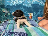Blue, a male Border Collie for sale in Linden, IN – 3 of 10