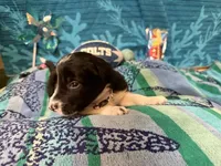 Rosey, a female Border Collie for sale in Linden, IN – 5 of 9