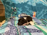Rosey, a female Border Collie for sale in Linden, IN – 4 of 9