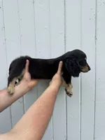 Shade, a male Miniature Dachshund for sale in Linden, IN – 6 of 8