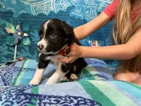 Tank, a male Border Collie for sale in Linden, IN – 2 of 9