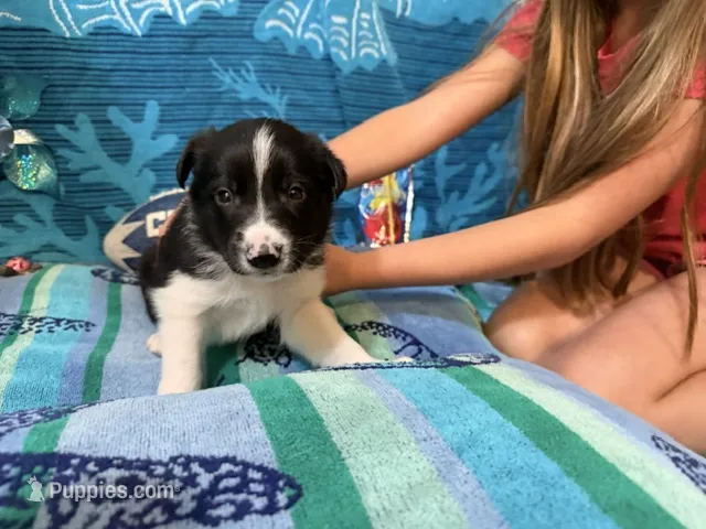 Blue – Border Collie puppy for sale in Linden, IN