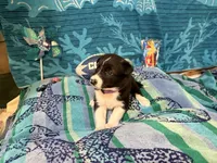 Gracy, a female Border Collie for sale in Linden, IN – 2 of 10