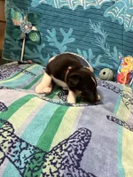 Brownie, a male Border Collie for sale in Linden, IN – 2 of 7